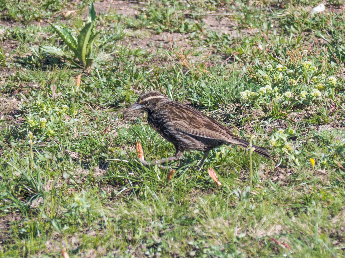 Long-tailed Meadowlark - ML612045101