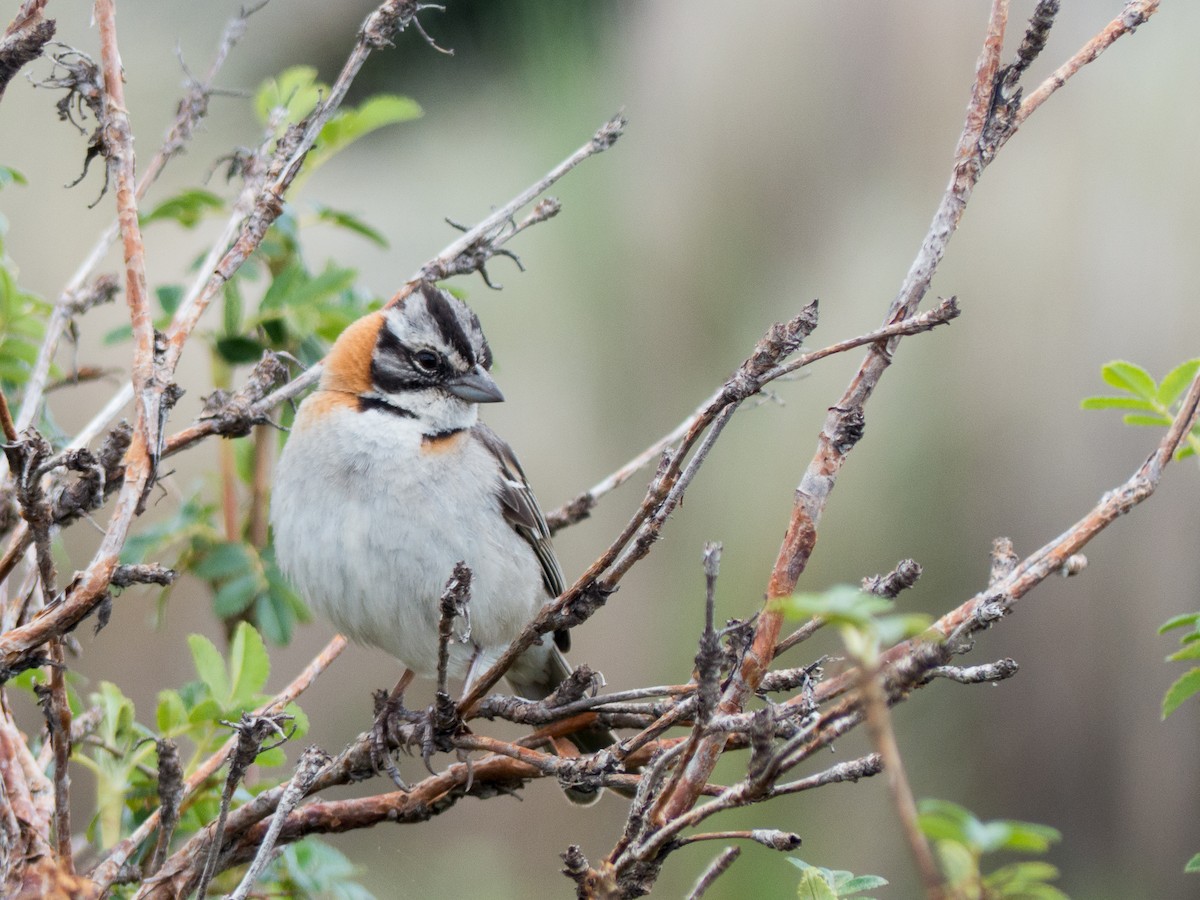 Rufous-collared Sparrow - ML612045111