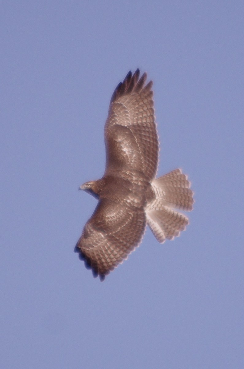 Red-tailed Hawk - ML612045166