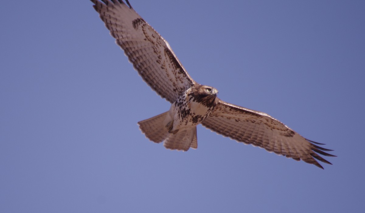 Red-tailed Hawk - ML612045167