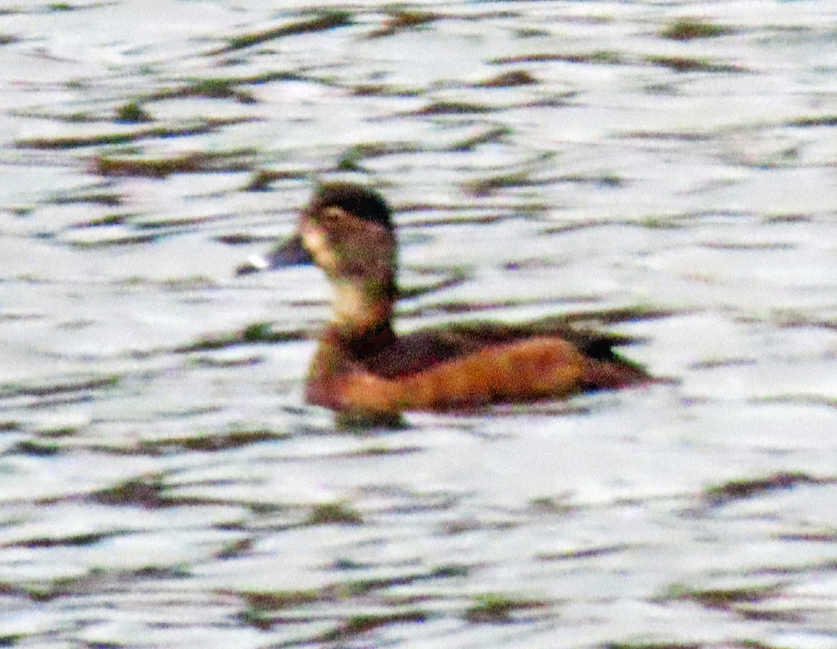 Ring-necked Duck - ML612045257