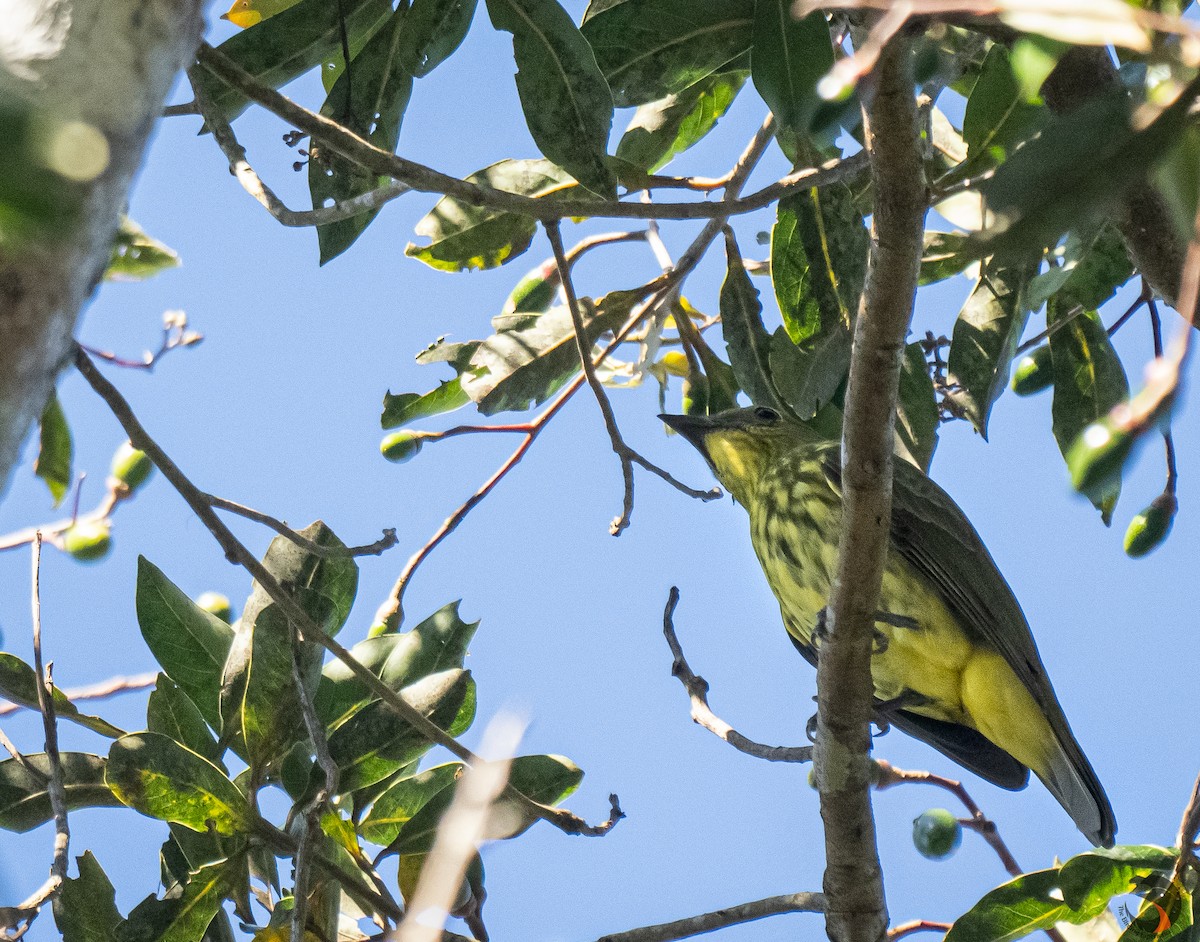 Three-wattled Bellbird - ML612045291