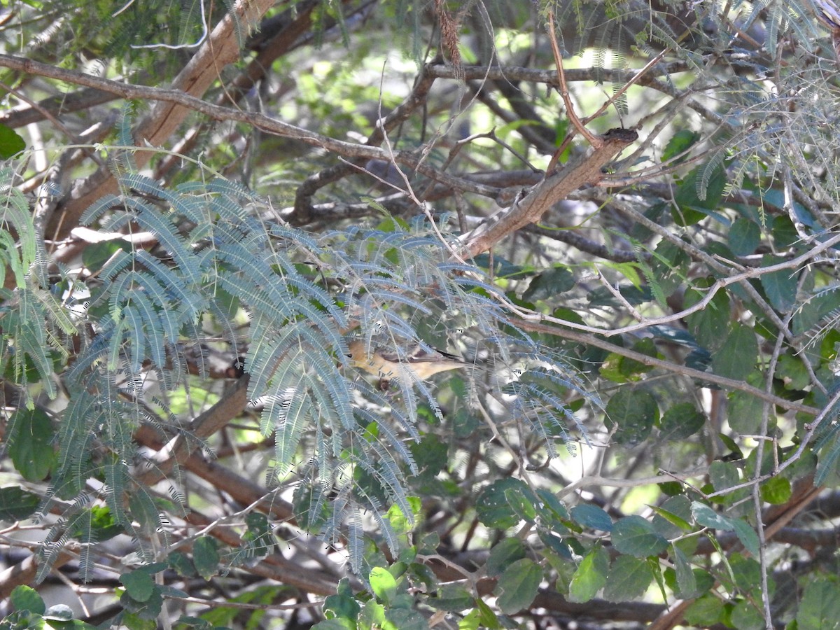 ub. spurvefugl (Passeriformes sp.) - ML612045468