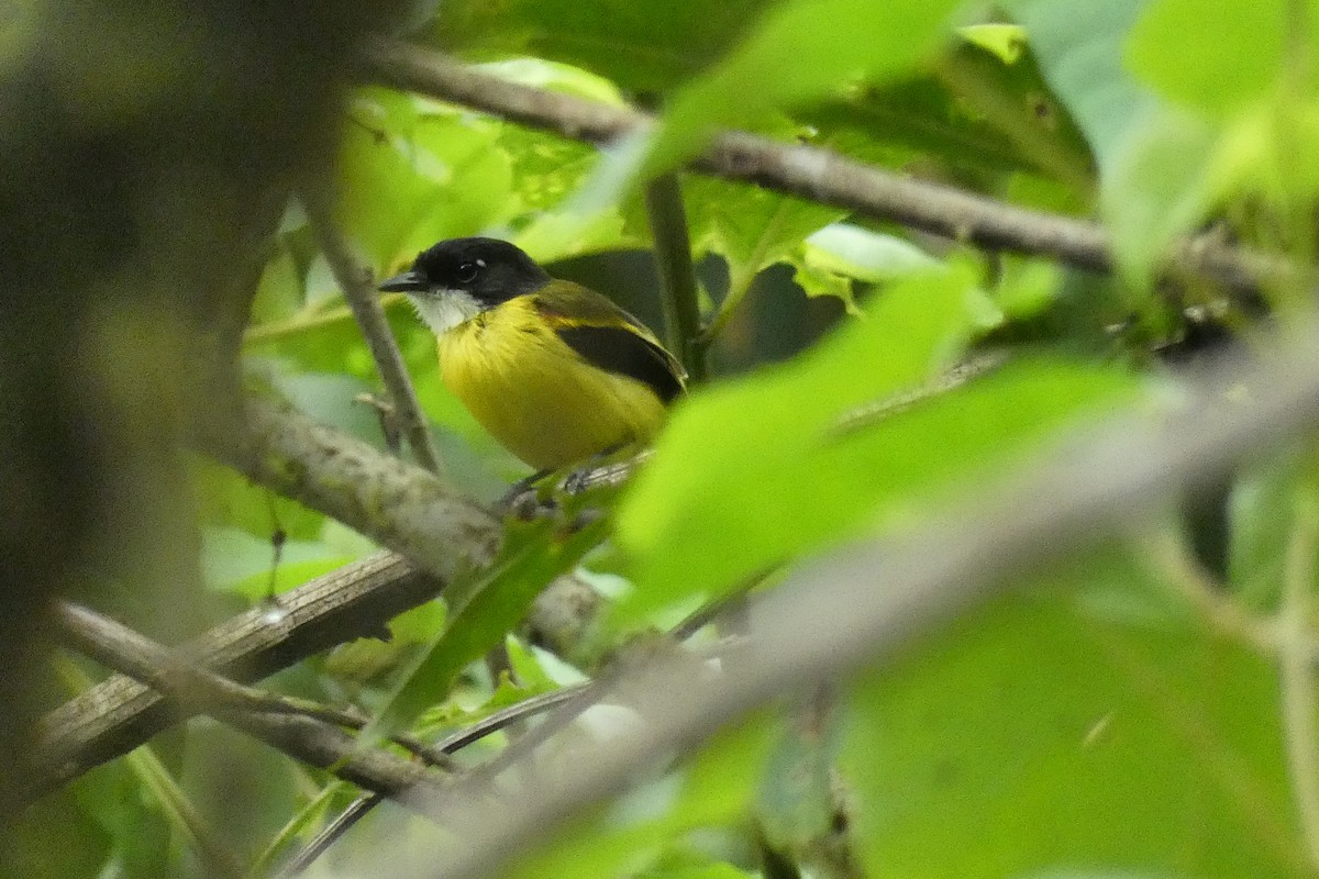 Golden-winged Tody-Flycatcher - Cristian Abad