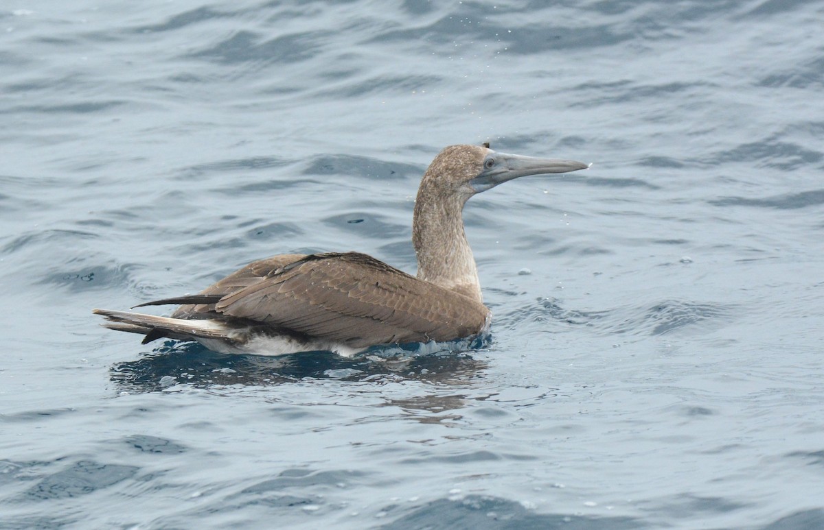 Brown Booby (Colombian) - ML612046197