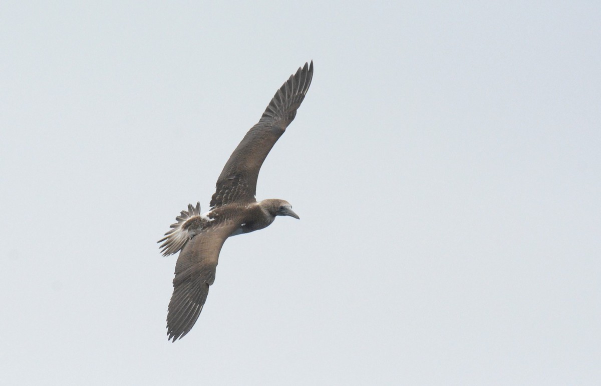Brown Booby (Colombian) - ML612046228