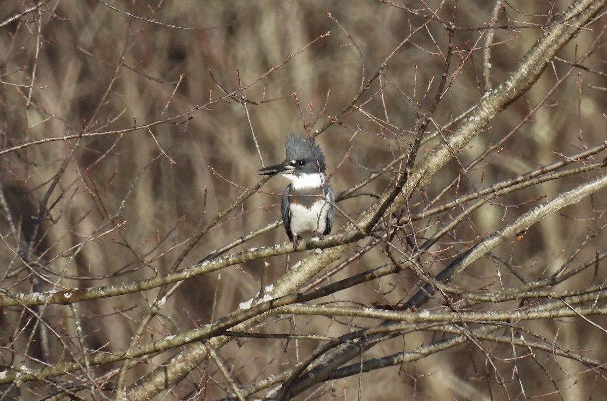 Belted Kingfisher - Barb Stone