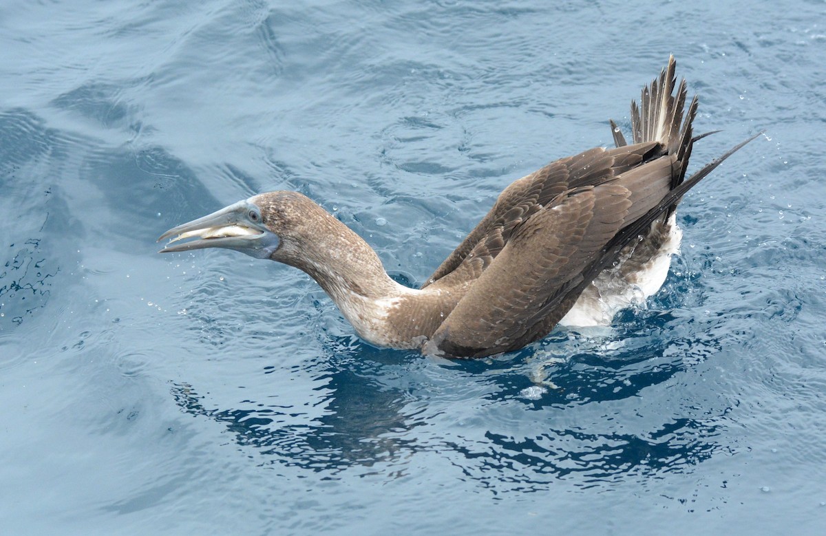 Brown Booby (Colombian) - ML612046724
