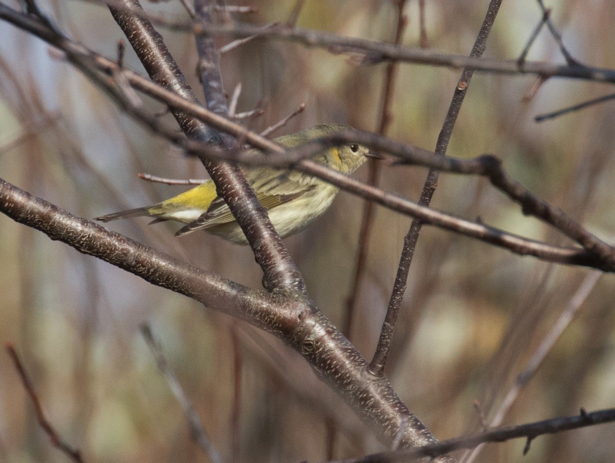 Cape May Warbler - ML612048436