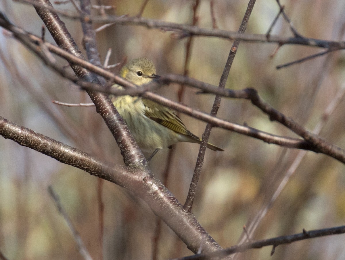 Cape May Warbler - ML612048437