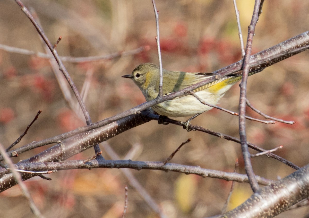 Cape May Warbler - ML612048438