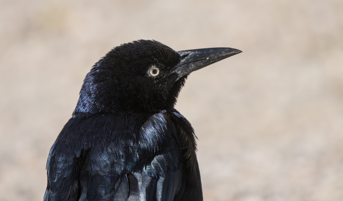 Great-tailed Grackle - ML612048641