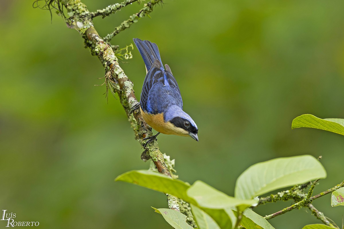 Fawn-breasted Tanager - ML612048652