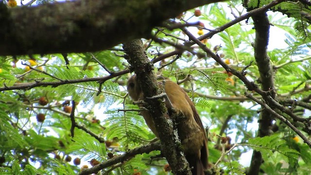 Smoky-brown Woodpecker - ML612048725