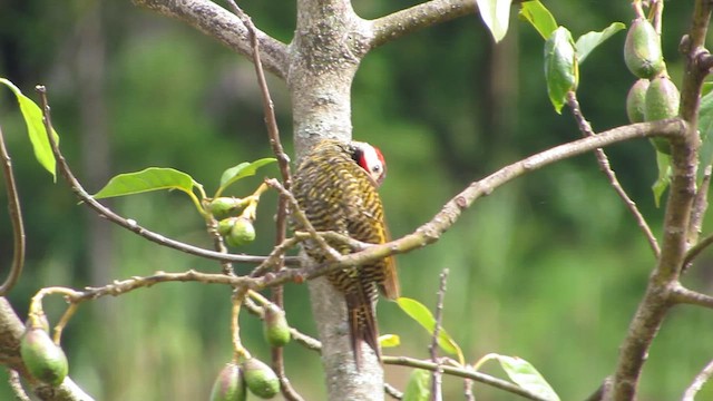 Black-necked Woodpecker - ML612048727