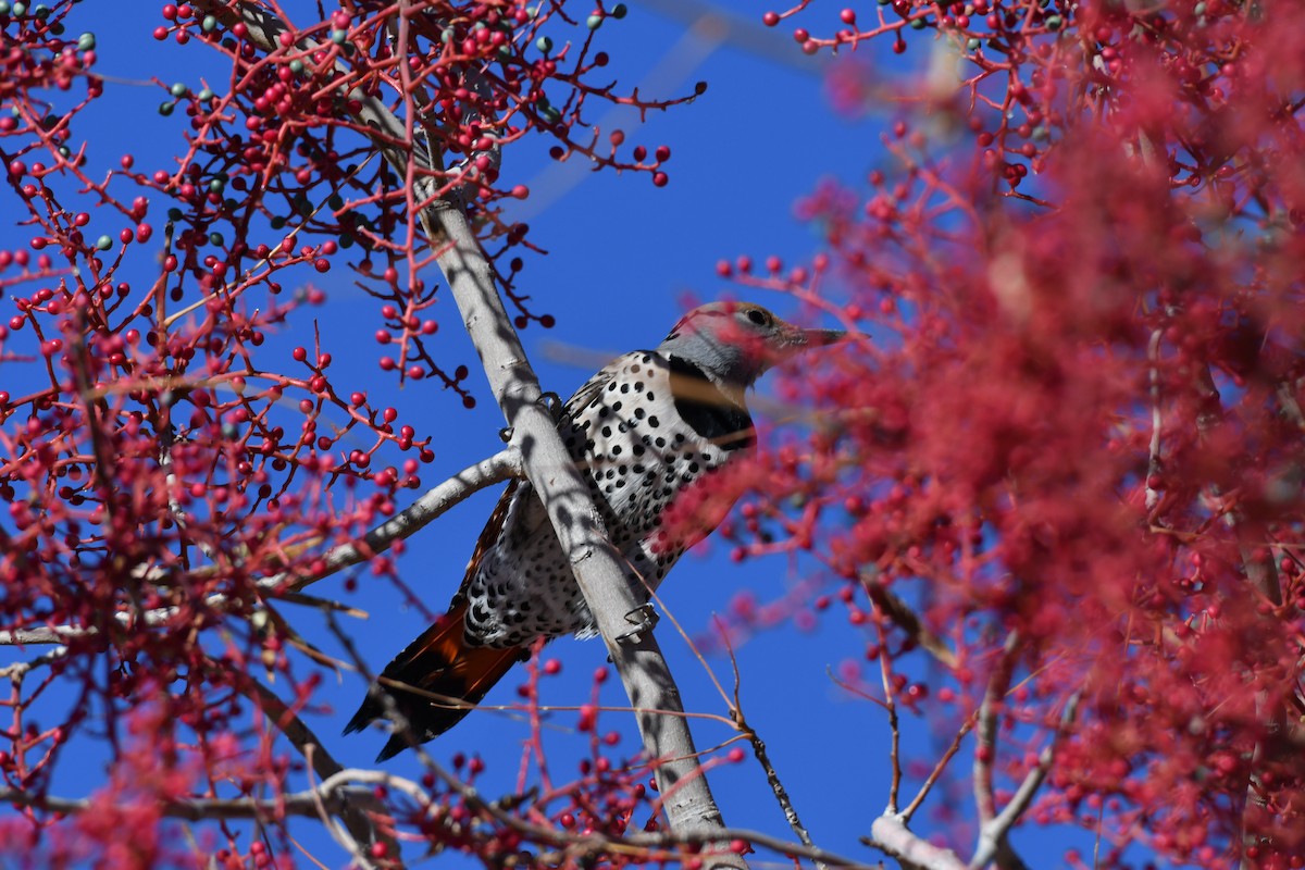 Northern Flicker (Red-shafted) - ML612048743