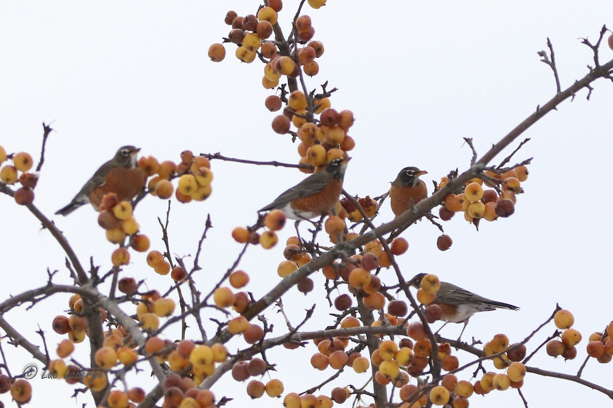 American Robin - ML612049049