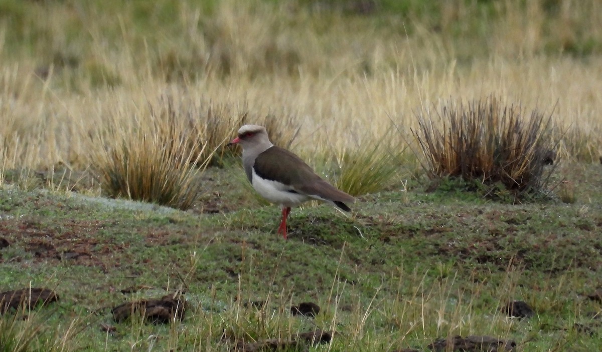 Andean Lapwing - ML612049140