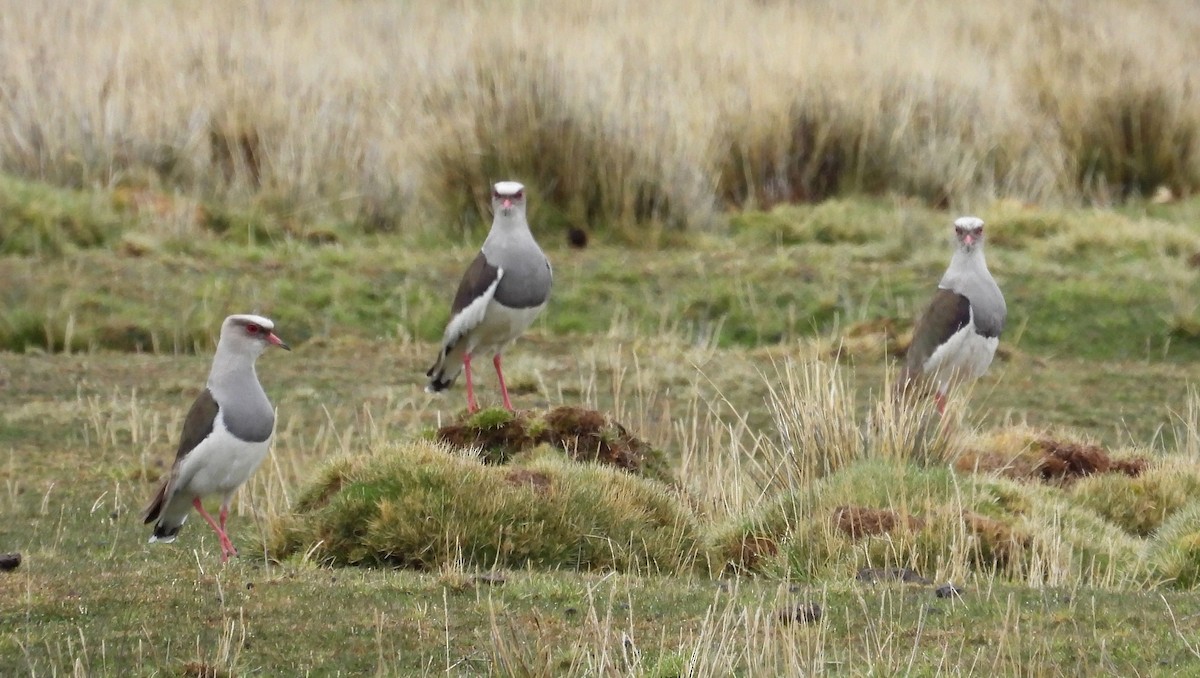 Andean Lapwing - ML612049143
