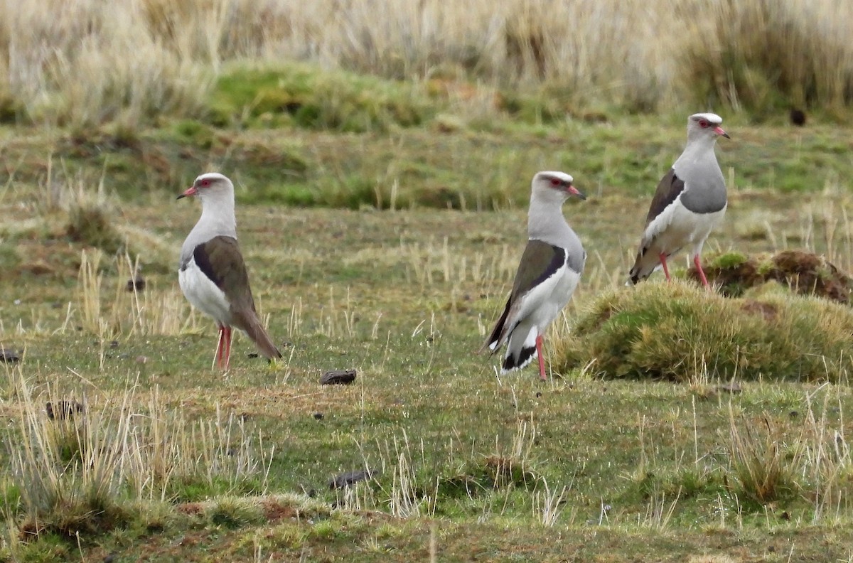 Andean Lapwing - ML612049144