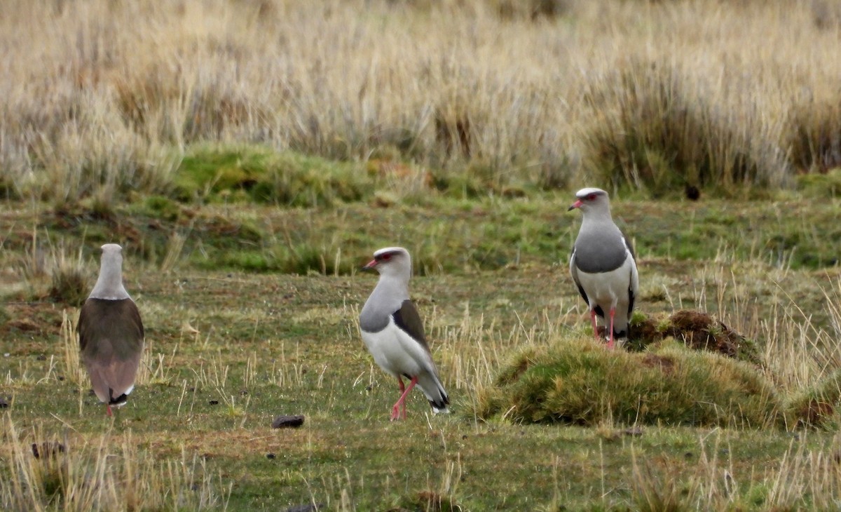 Andean Lapwing - ML612049149