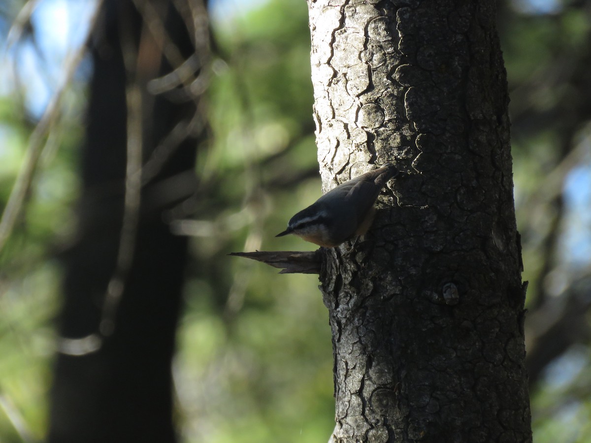 Red-breasted Nuthatch - ML612049862