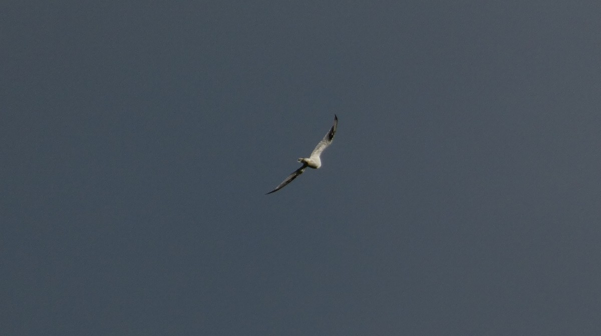 Black-shouldered Kite - ML612050121