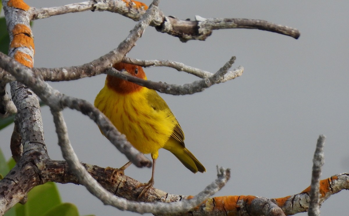 Yellow Warbler (Mangrove) - ML612050501