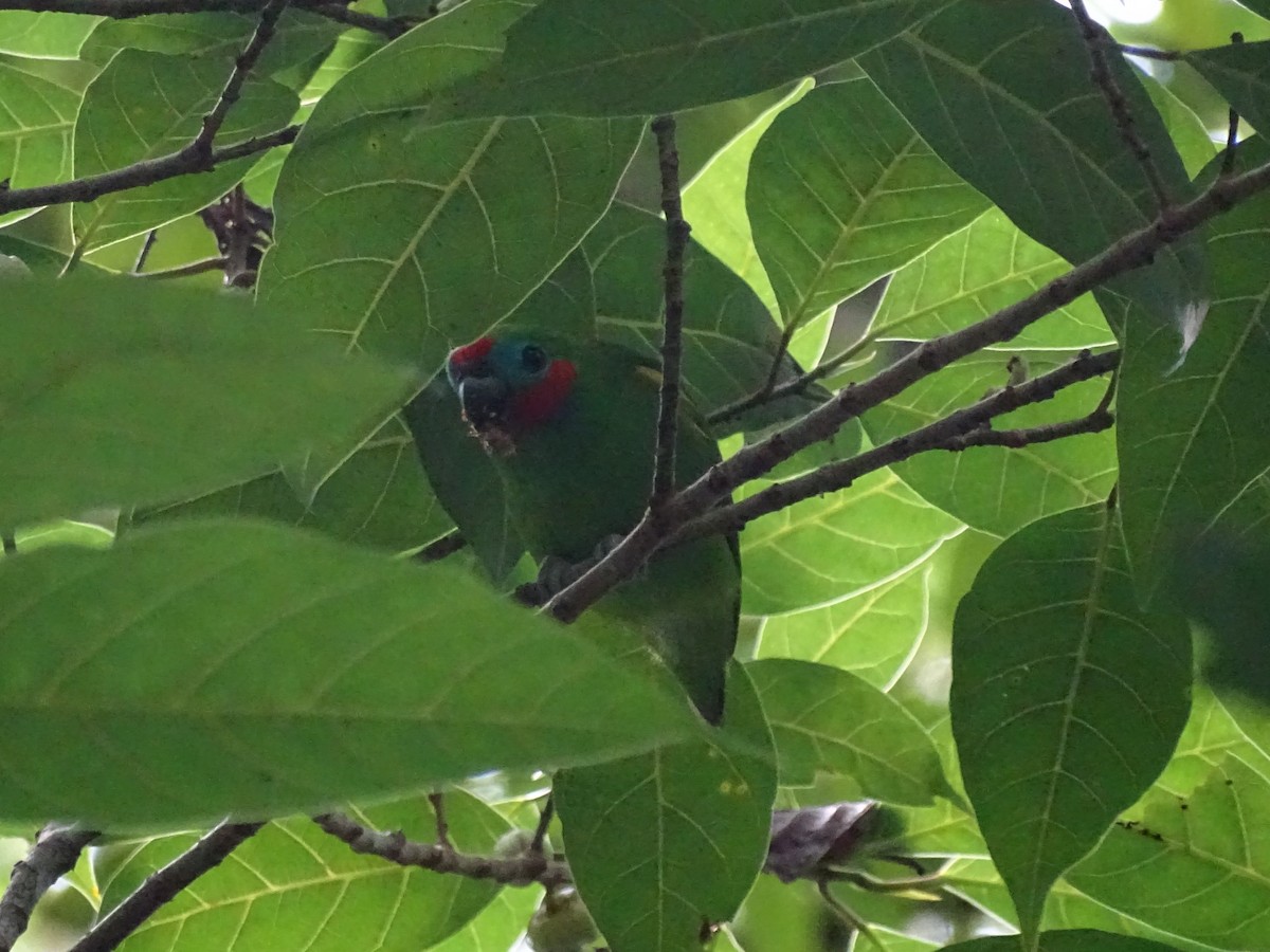 Double-eyed Fig-Parrot - ML612050589