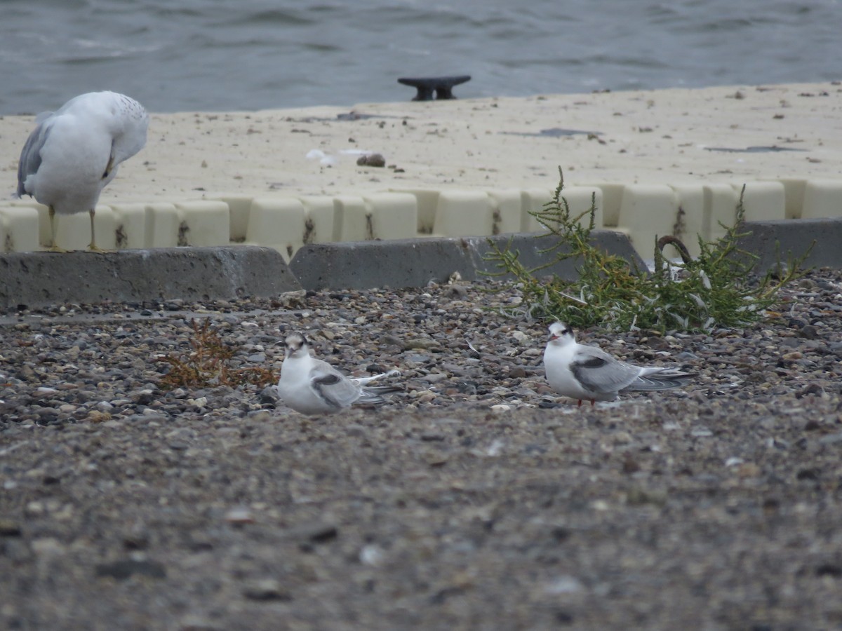 Common Tern - ML612050701