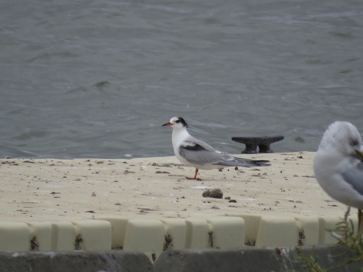 Common Tern - ML612050703