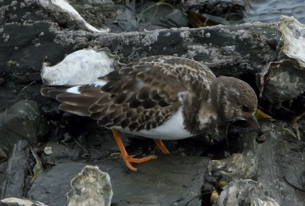 Ruddy Turnstone - ML612050719