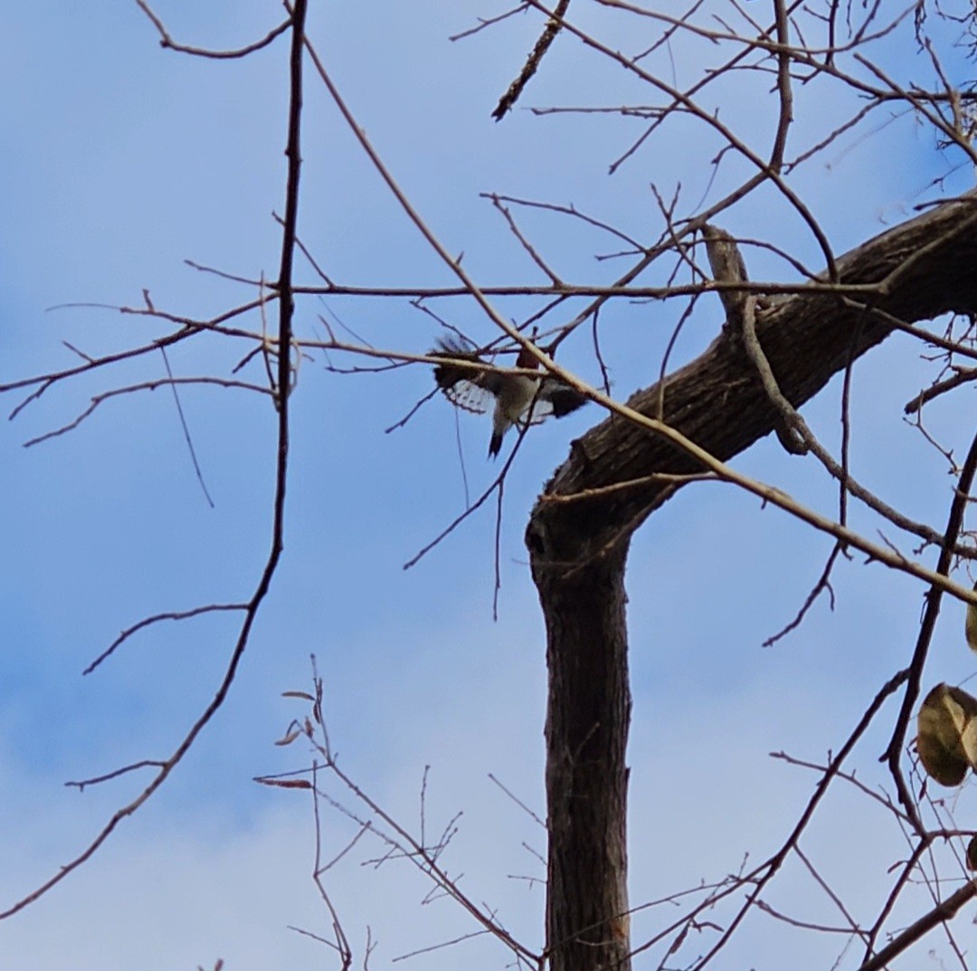 Red-headed Woodpecker - ML612050730