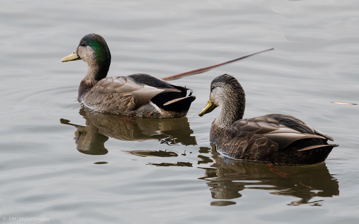 American Black Duck - ML612050741