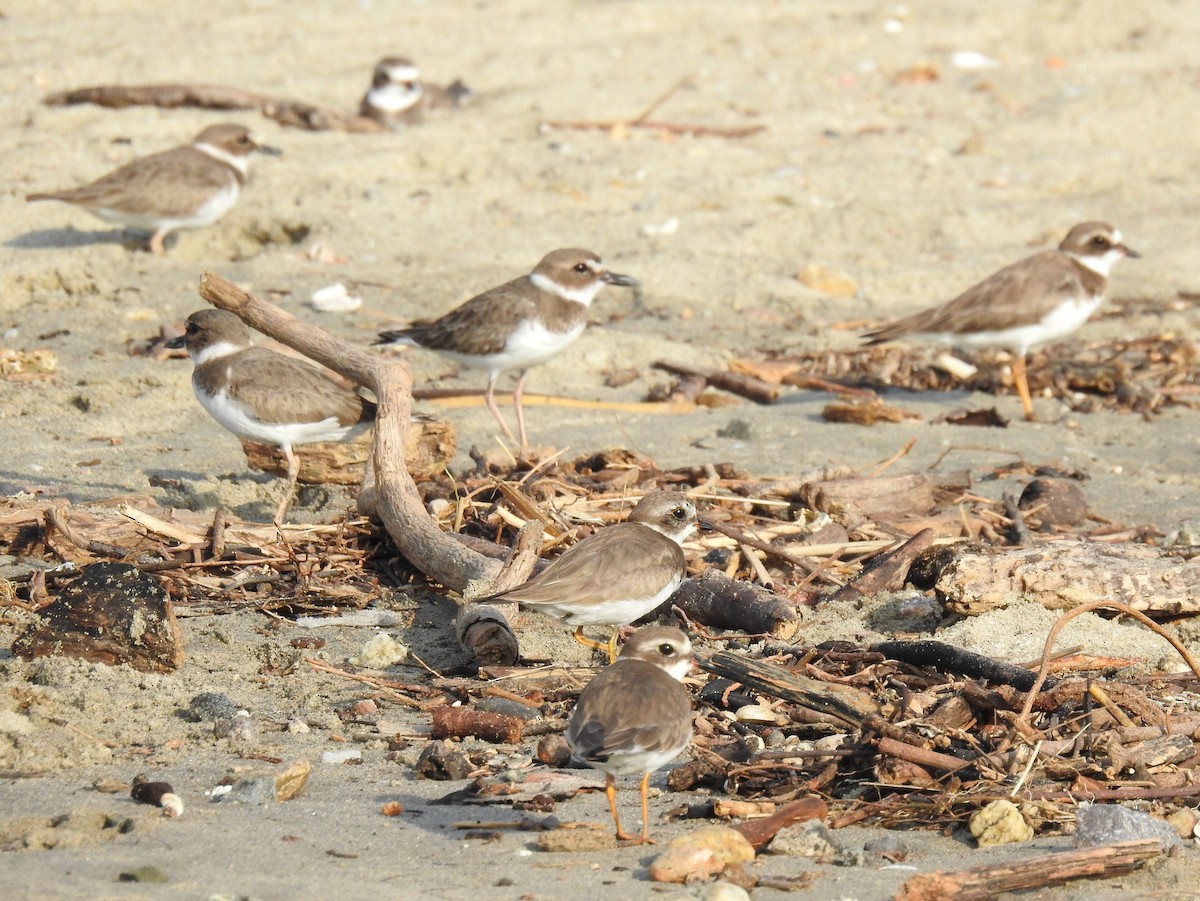 Semipalmated Plover - ML612050742