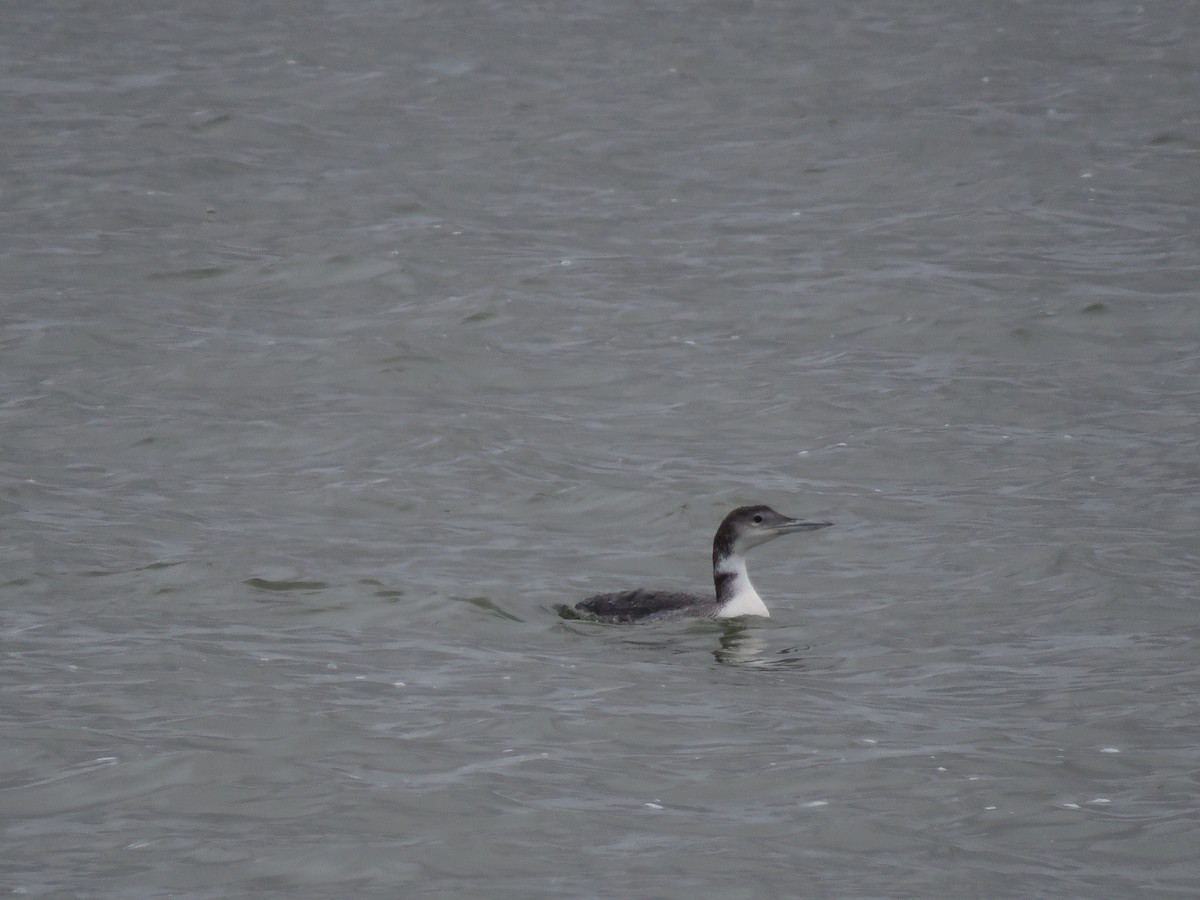 Common Loon - ML612050743