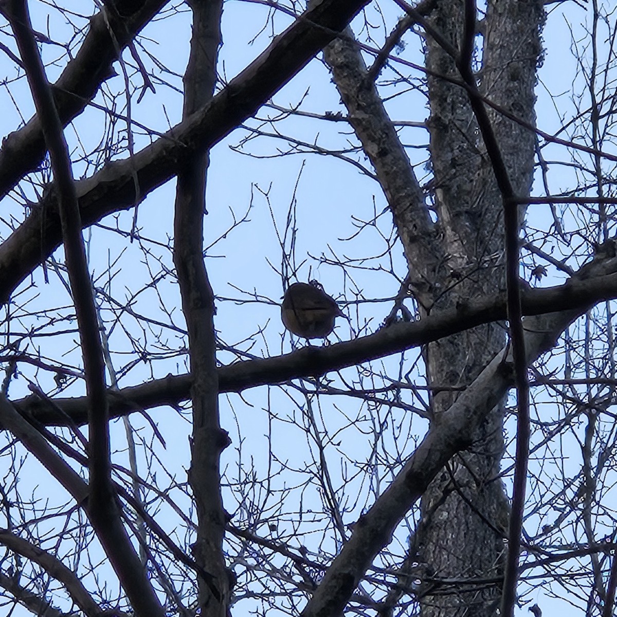 Hermit Thrush - ML612050754