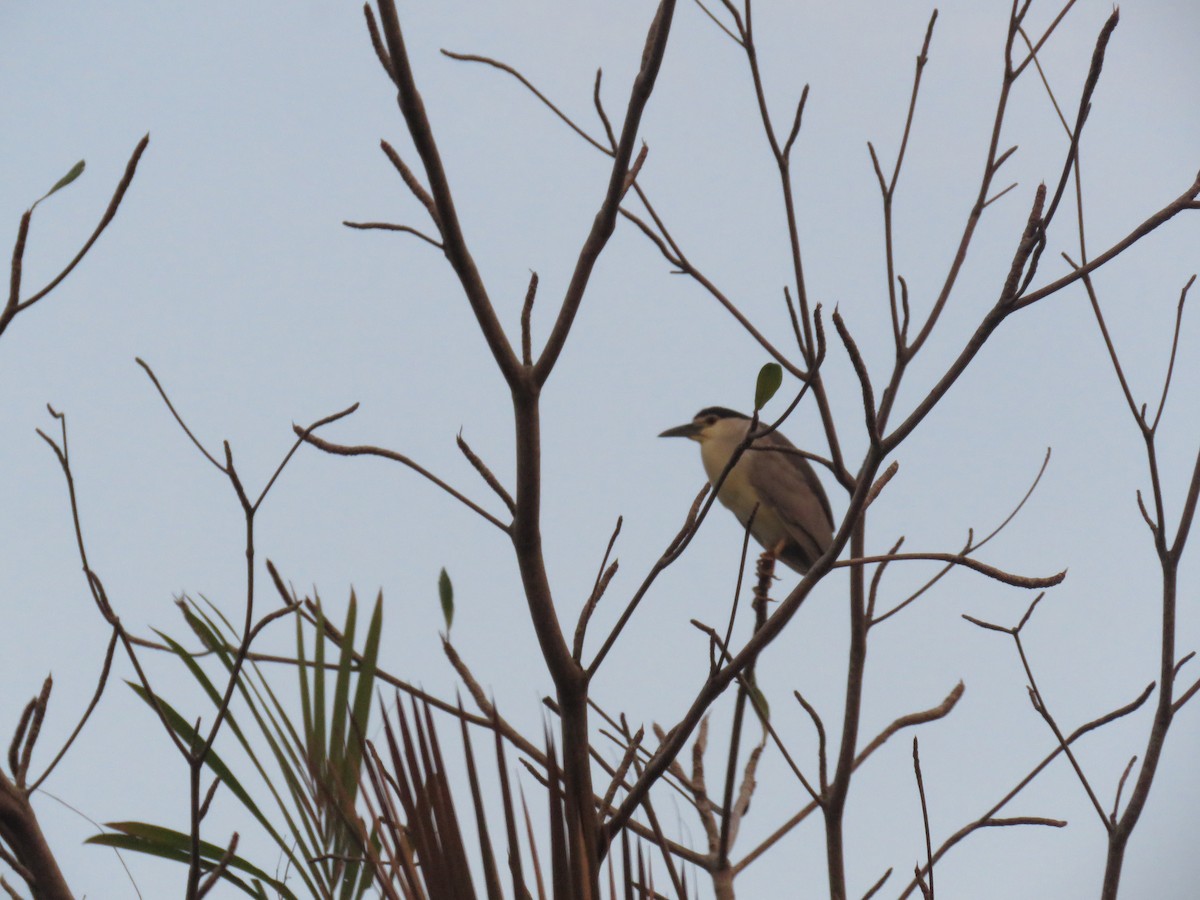 Black-crowned Night Heron - ML612050757