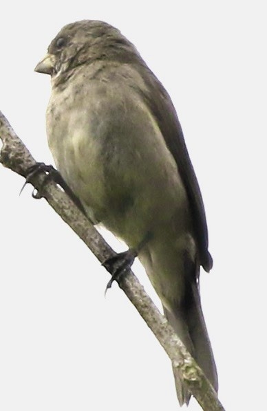 Buffy-fronted Seedeater - ML612050837