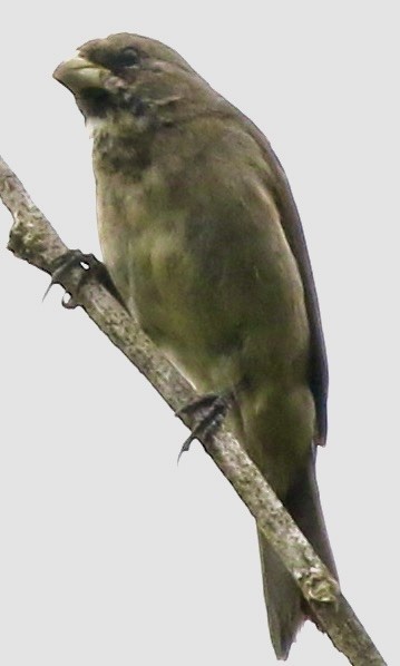 Buffy-fronted Seedeater - Connie Lintz