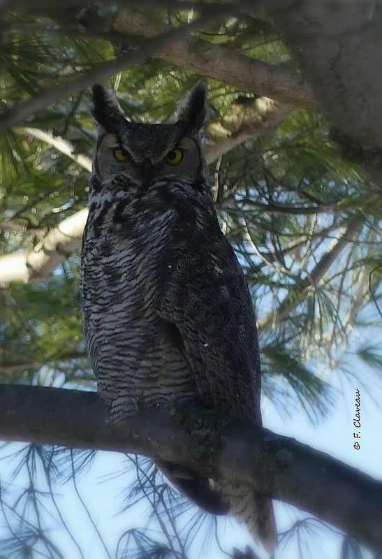 Great Horned Owl - ML612050936
