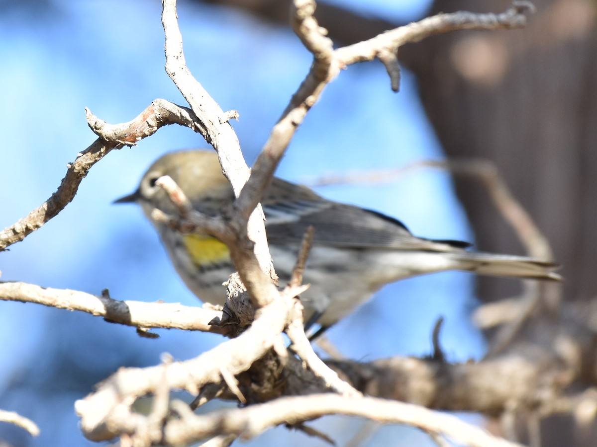 Yellow-rumped Warbler (Myrtle) - Malcolm Gold