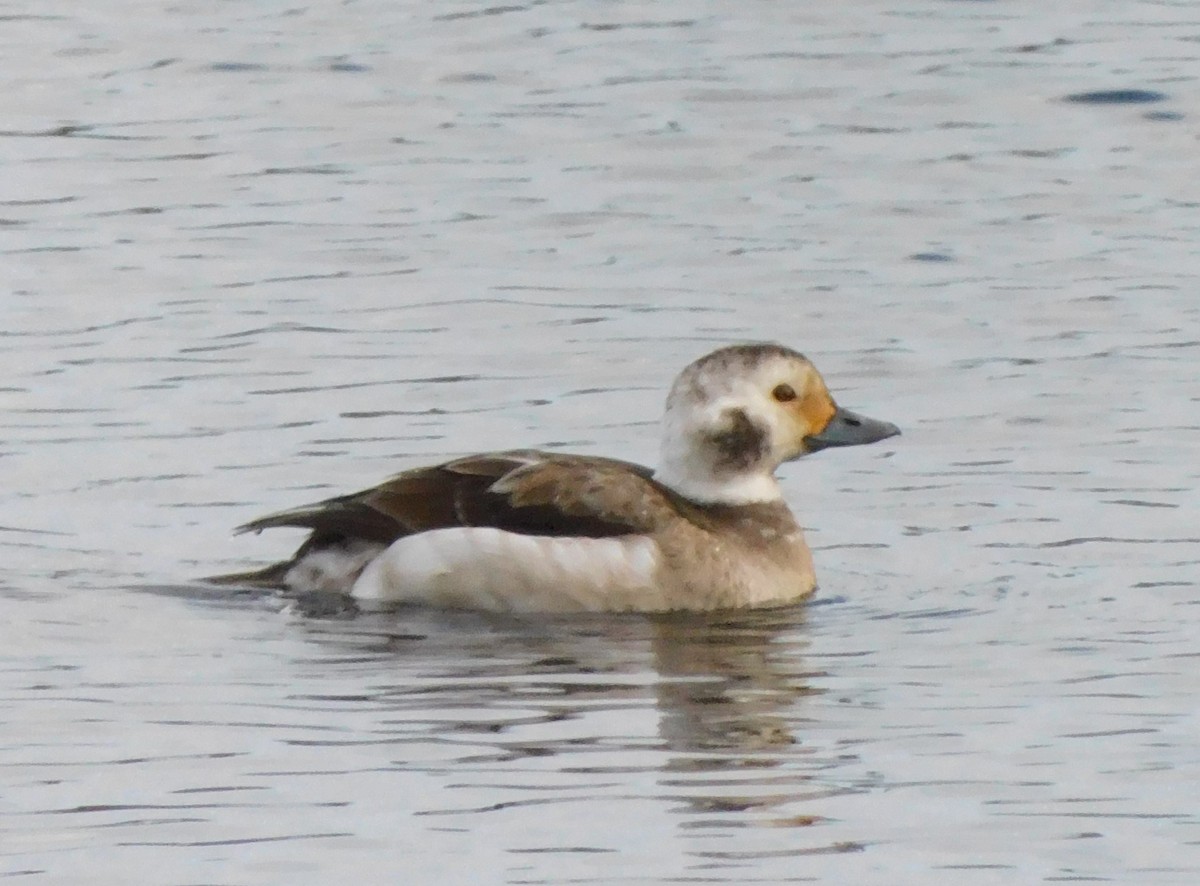 Long-tailed Duck - ML612051130