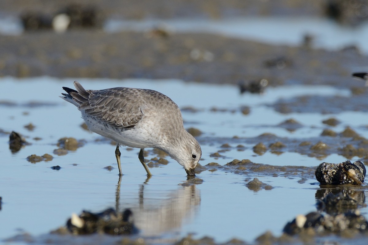 Red Knot - ML612051217