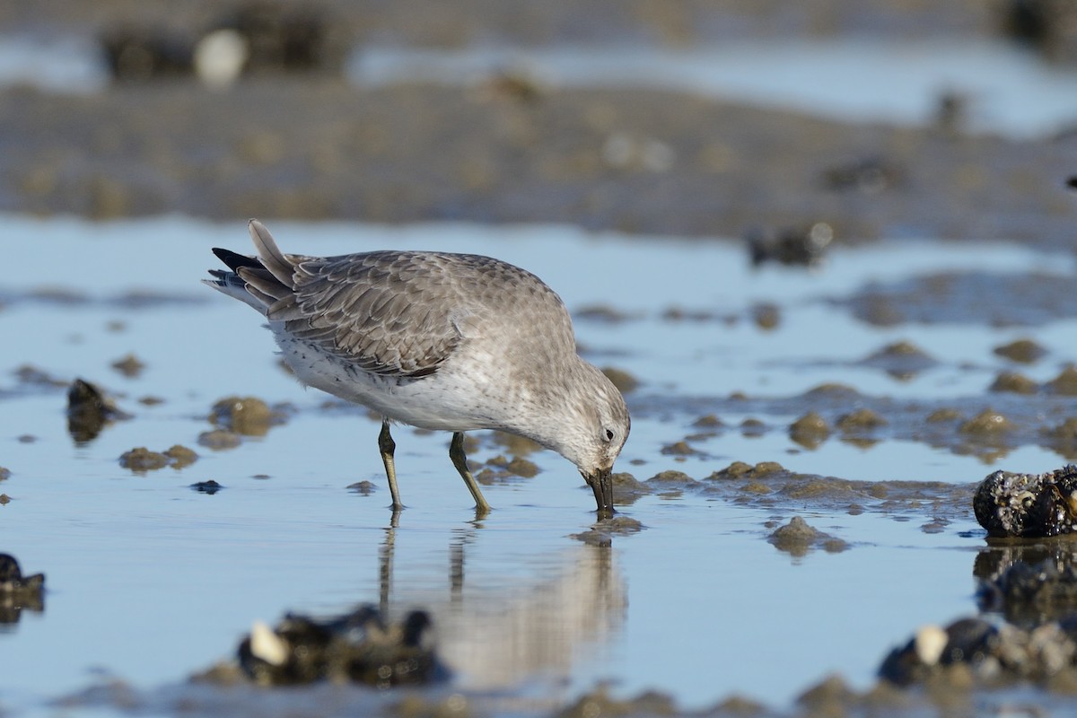 Red Knot - ML612051218