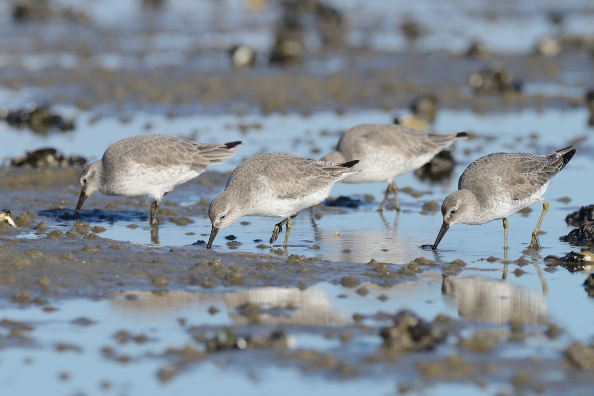 Red Knot - ML612051219