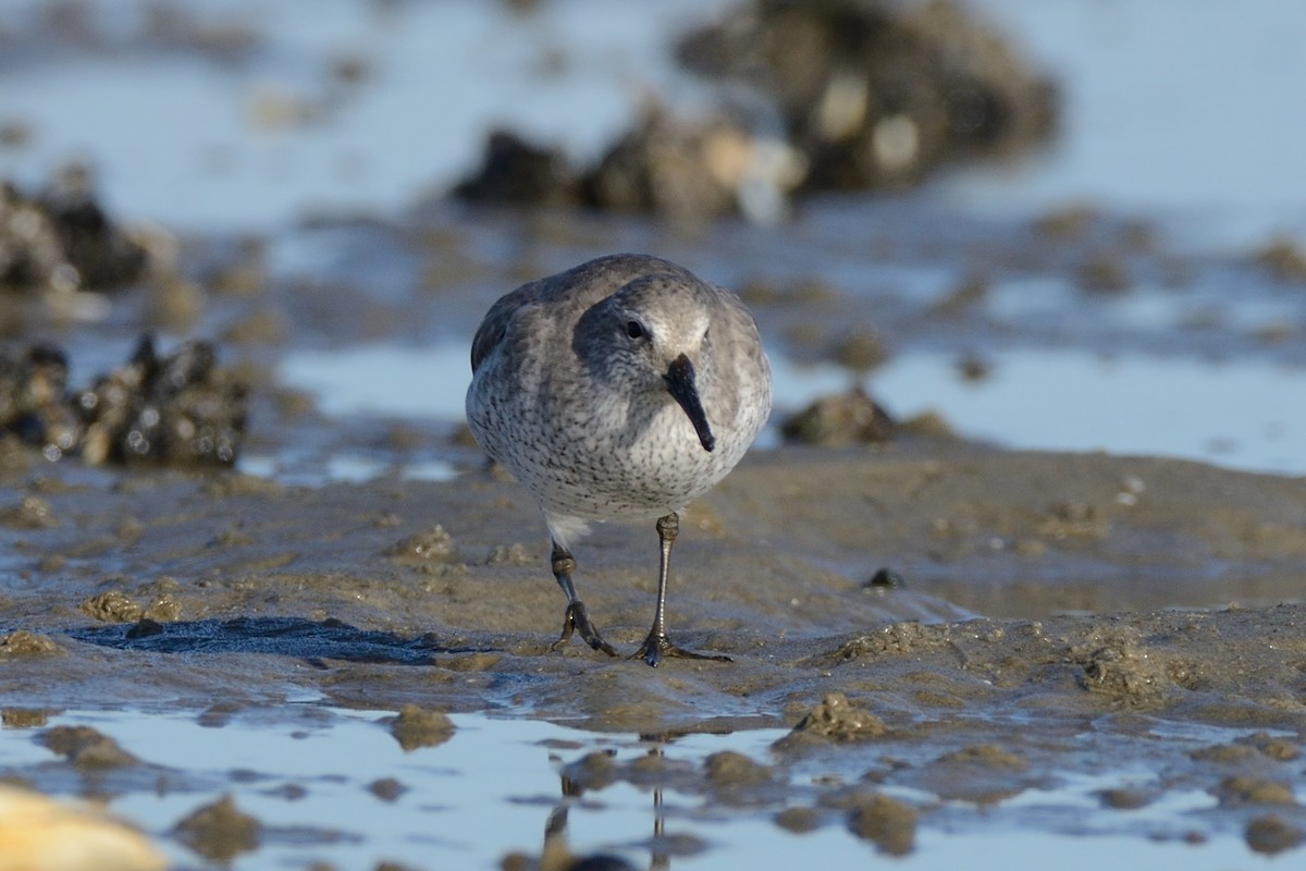 Red Knot - ML612051222