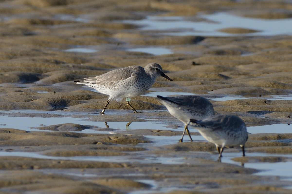 Red Knot - ML612051234