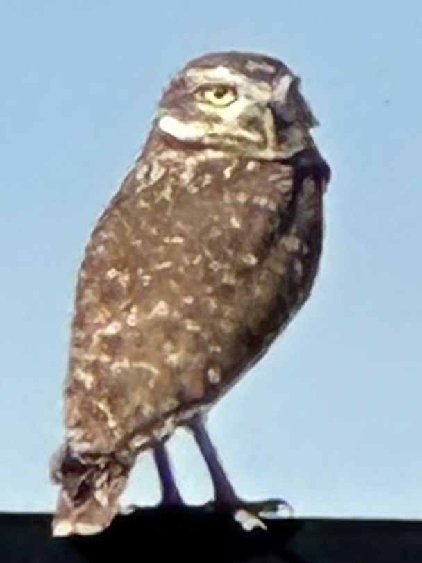 Burrowing Owl - Ken Kirkland