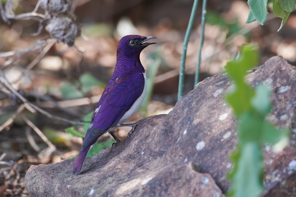 Violet-backed Starling - ML612051463